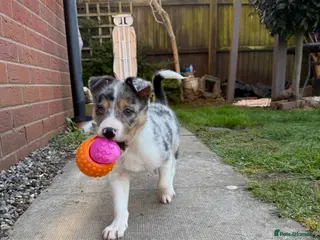 Border Collie dogs Border collie pup - Advert 1