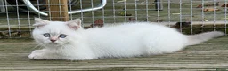 British Shorthair cats for sale: Very friendly GCCF reg colourpointed BSH boys - Advert 3