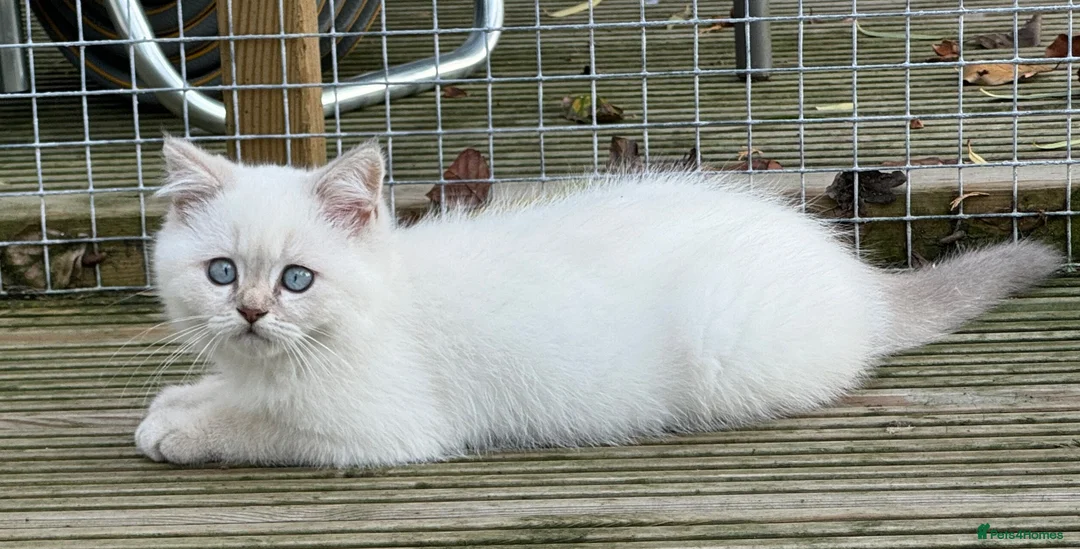 British Shorthair cats for sale: Very friendly GCCF reg colourpointed BSH boys - Advert 3