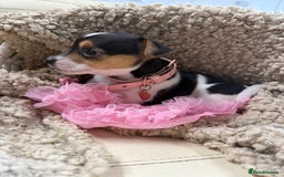Jack Russell dogs for sale: Tiny Jack Russell pups  - Image 9