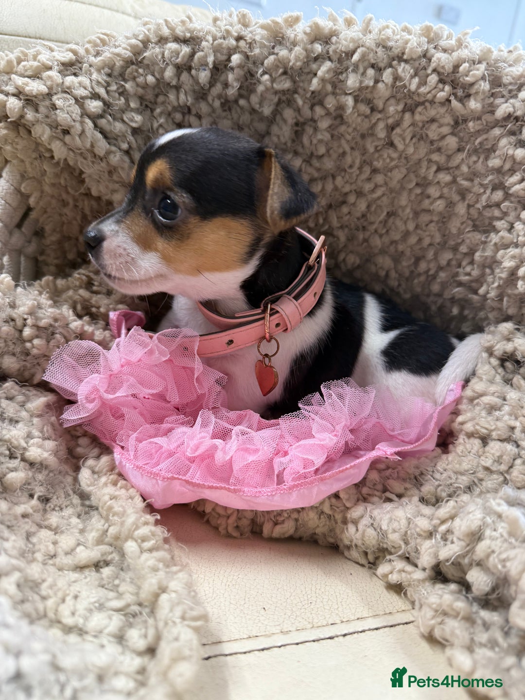 Jack Russell dogs for sale: Tiny Jack Russell pups  - Image 9