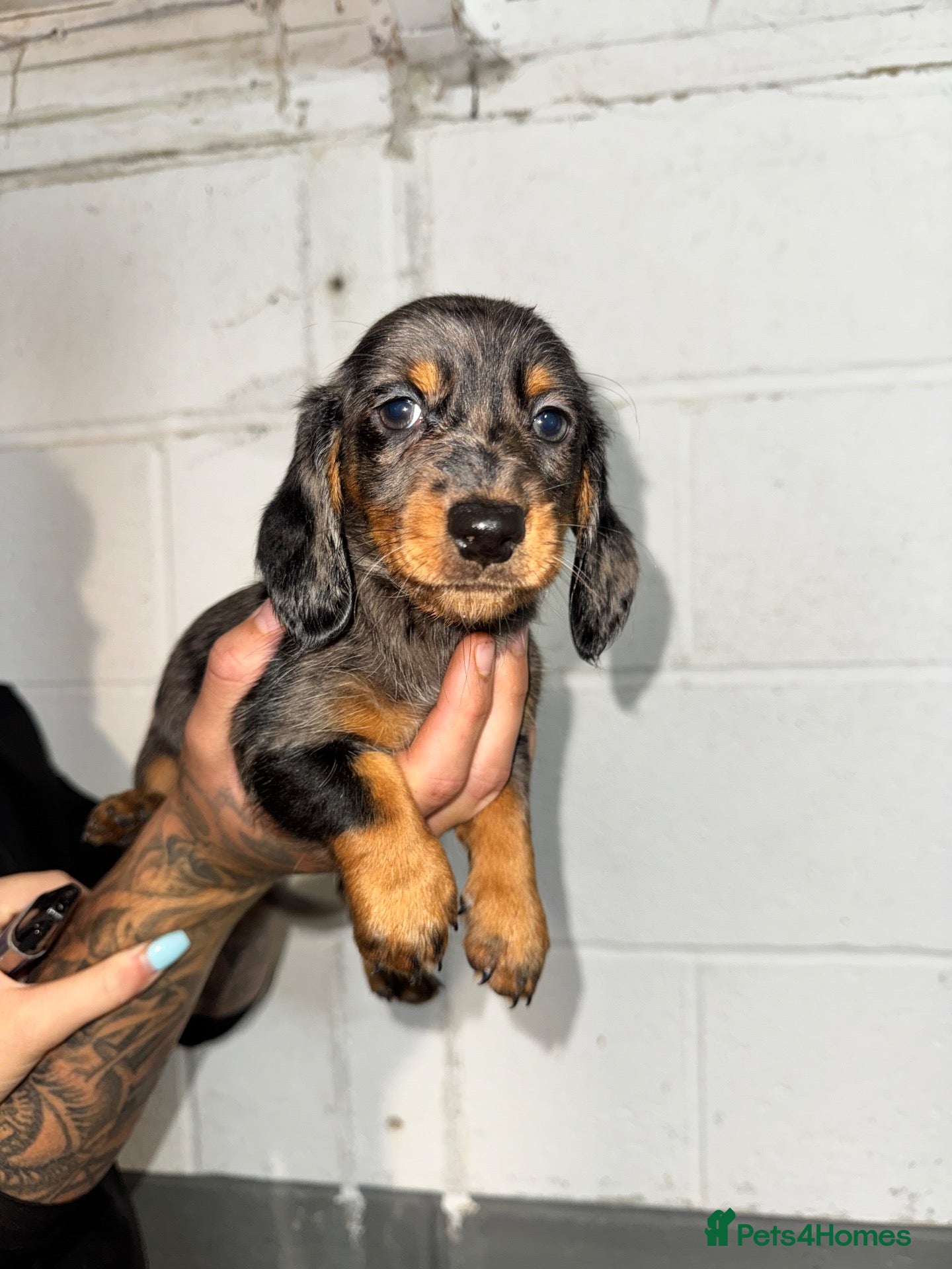 Miniature Dachshund dogs for sale: Miniture Dashunds for sale  - Advert 19