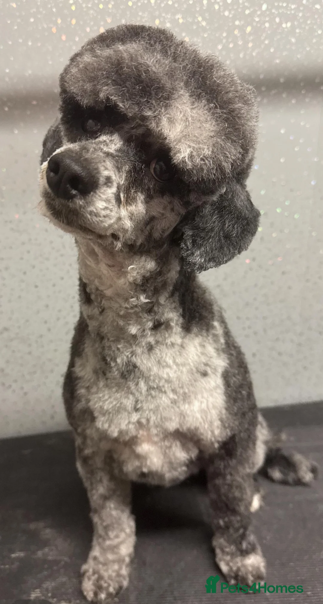 Miniature Poodle dogs for stud: beautiful blue merle miniature poodle in Swanley - Advert 12