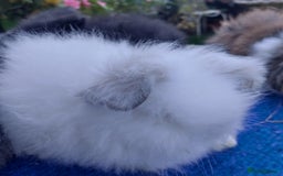 Angora rabbits for sale: TEDDYWIDDER BABIES  - Image 5