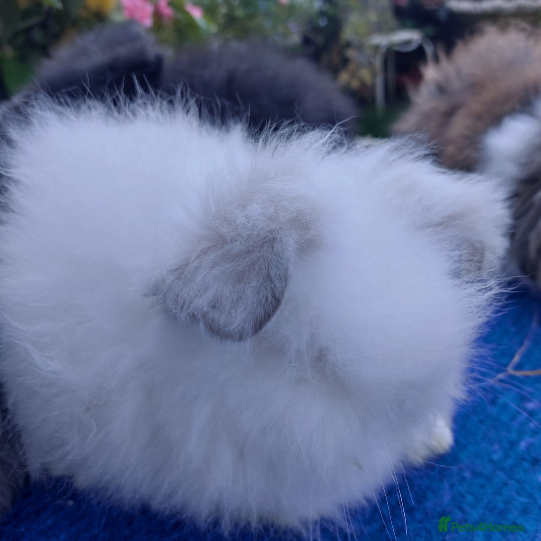 Angora rabbits for sale: TEDDYWIDDER BABIES  - Image 5