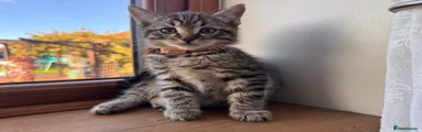 Brown Collar Boy