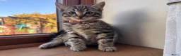 Ragdoll cats for sale: X5 Beautiful Ragdoll X Kittens - Advert 14
