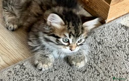 Siberian cats for sale: 🤎💚Gorgeous Traditional Siberian Babies💚🤎 - Image 7