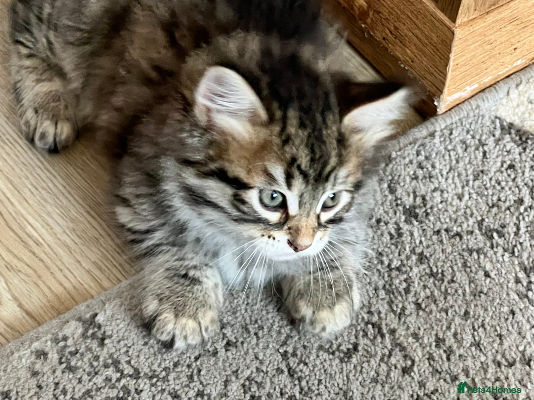 Siberian cats for sale: 🤎💚Gorgeous Traditional Siberian Babies💚🤎 - Image 7
