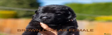 Brown collar female puppy