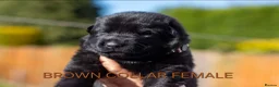 German Shepherd dogs for sale: ** Elite Working GSDs – KC Reg, Health Tested ** - Advert 6