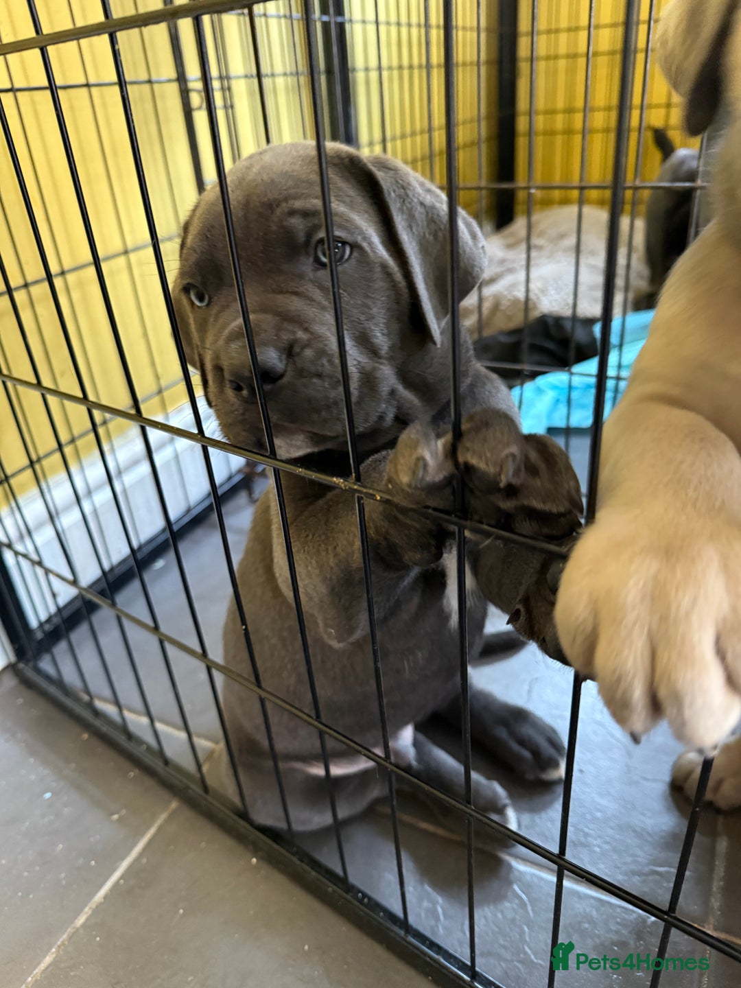 Cane Corso dogs for sale: Blue Cane Corso Puppies - Image 14