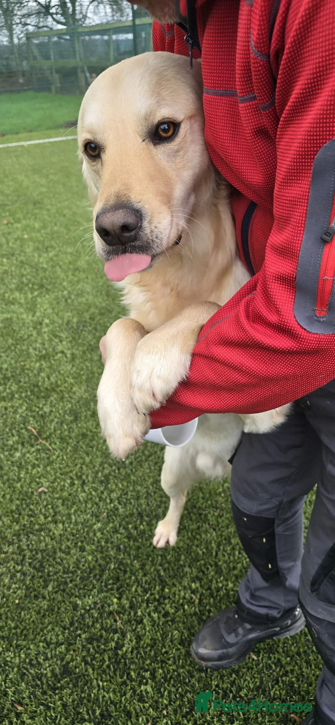 Golden Retriever dogs for sale: Meet 2 Yr old Arlo KC Registered Golden Retriever - Advert 6