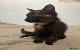 Mixed Breed cats for sale: 🖤🐱Kittens - Only 2 boys left! (Ready now)🐱🖤 in Bridgend - Image 11