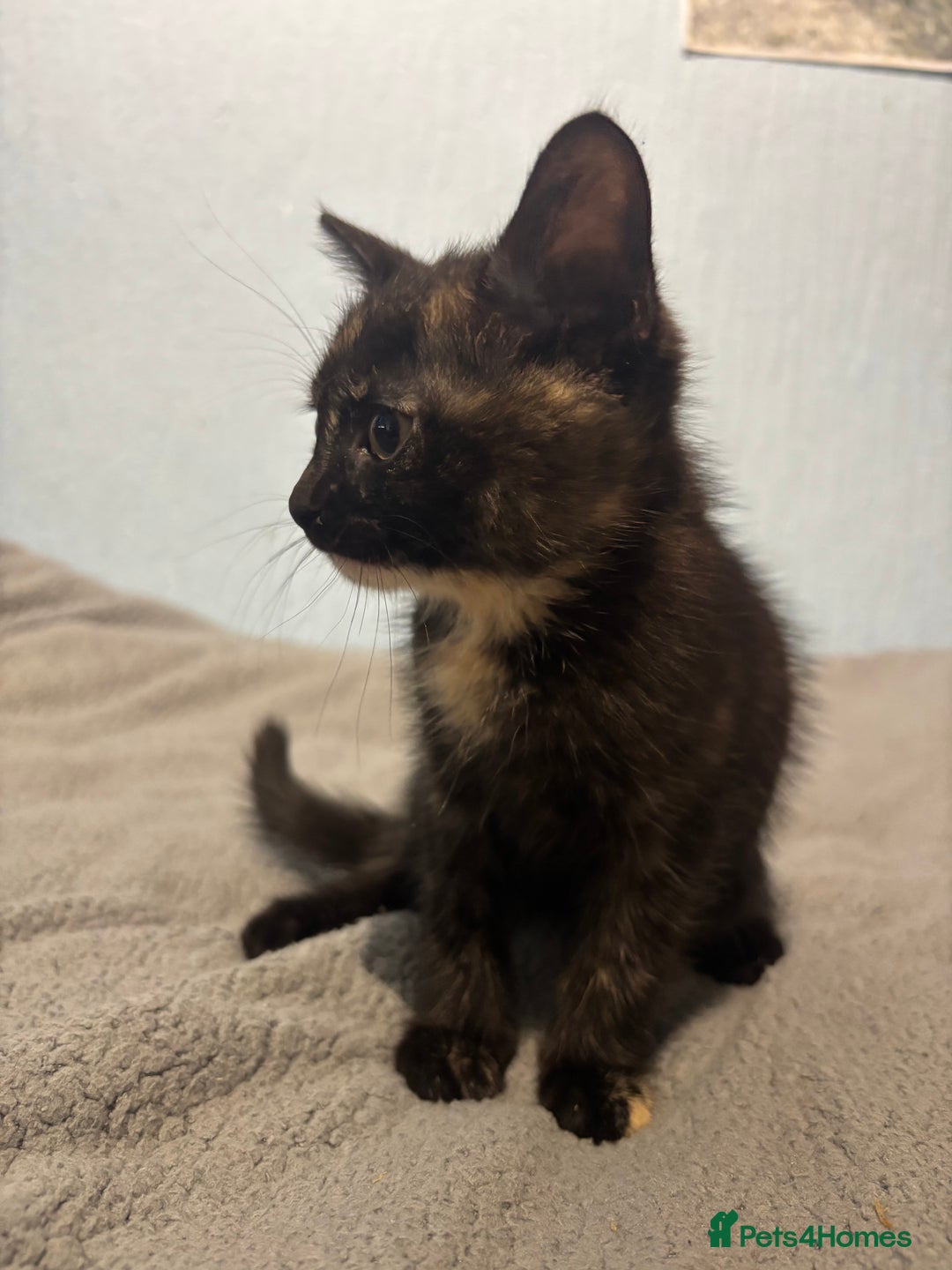 Mixed Breed cats for sale: 🖤🐱Kittens - Only 2 boys left! (Ready now)🐱🖤 in Bridgend - Image 11