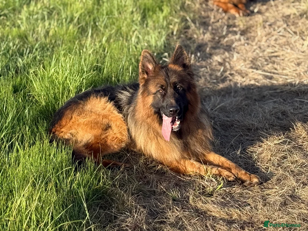 German Shepherd dogs for stud: Bear🤩kc reg proven long haired health tested stud - Advert 10