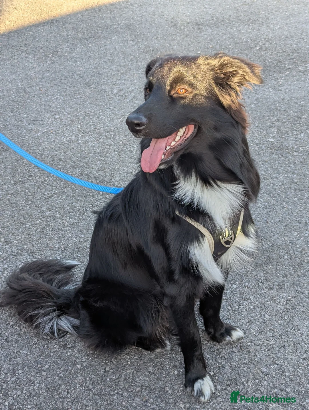 Mixed Breed dogs for sale: We have a lovely 1 year old  - Advert 2
