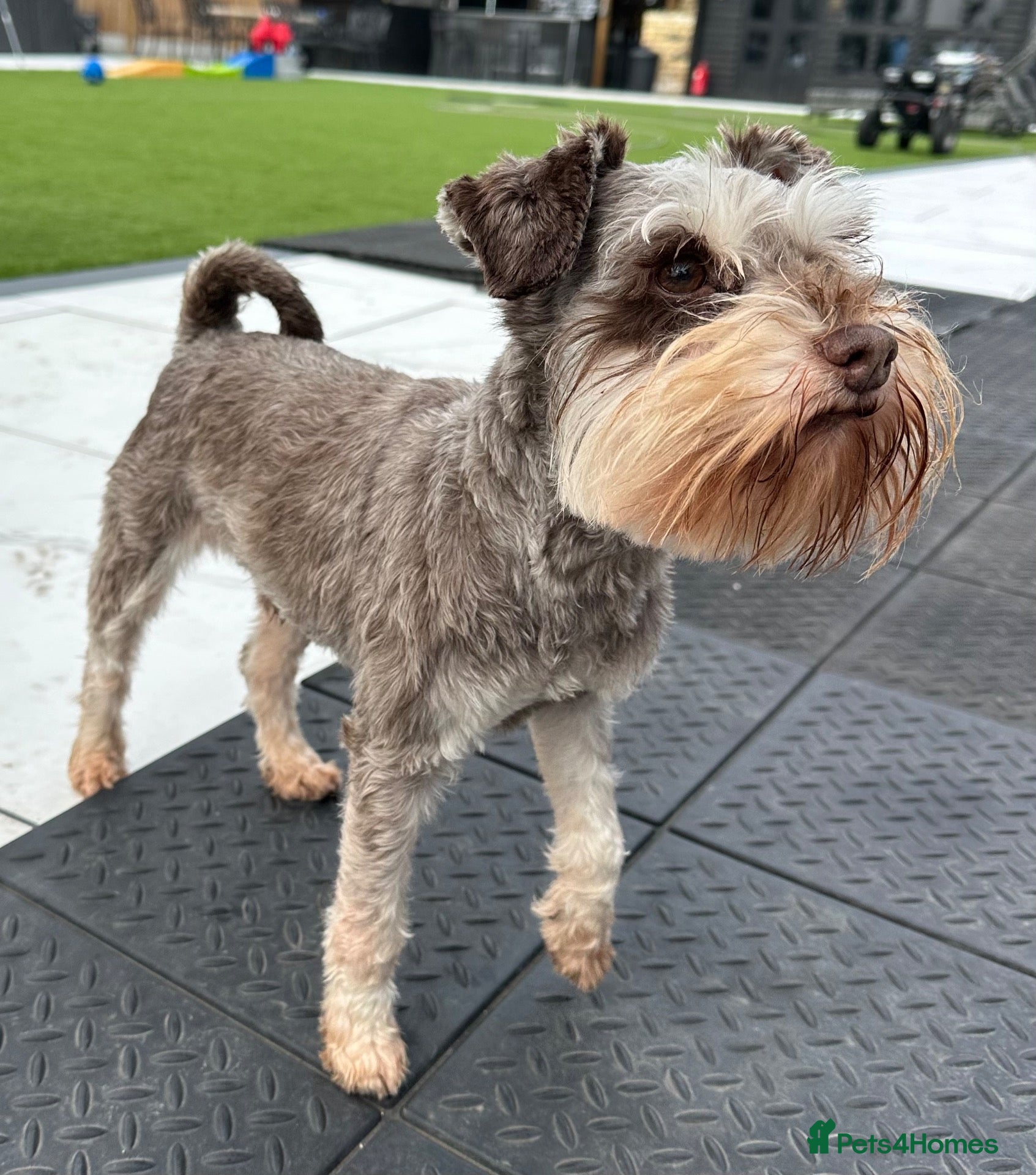 Miniature Schnauzer dogs ✨ TINY 5kg ✨CHOCOLATE SCHNAUZER ✨KC HEALTH TESTED  - Advert 1