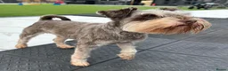 Miniature Schnauzer dogs for stud: ✨ TINY 5kg ✨CHOCOLATE SCHNAUZER ✨KC HEALTH TESTED  - Advert 1
