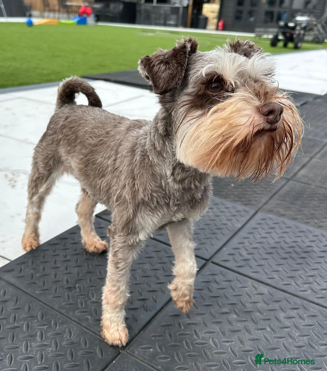 Miniature Schnauzer dogs for stud: ✨ TINY 5kg ✨CHOCOLATE SCHNAUZER ✨KC HEALTH TESTED  - Advert 1