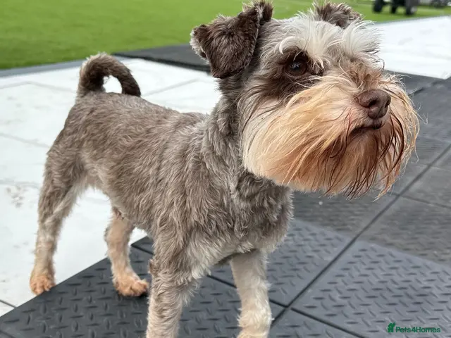 Miniature Schnauzer dogs ✨ TINY 5kg ✨CHOCOLATE SCHNAUZER ✨KC HEALTH TESTED - Advert 1
