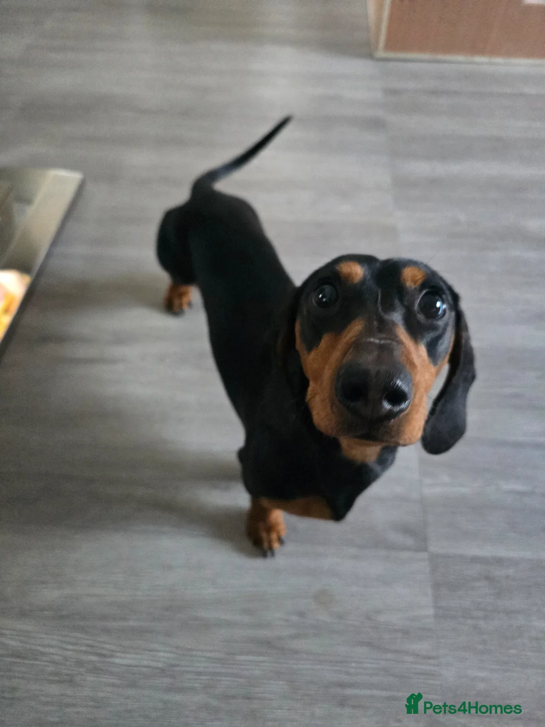 Mixed Breed dogs for sale: French weiner puppies in Barnard Castle - Advert 2