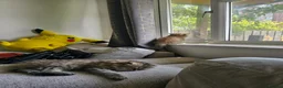 Persian cats for sale: Pure Persian Cat - Advert 19