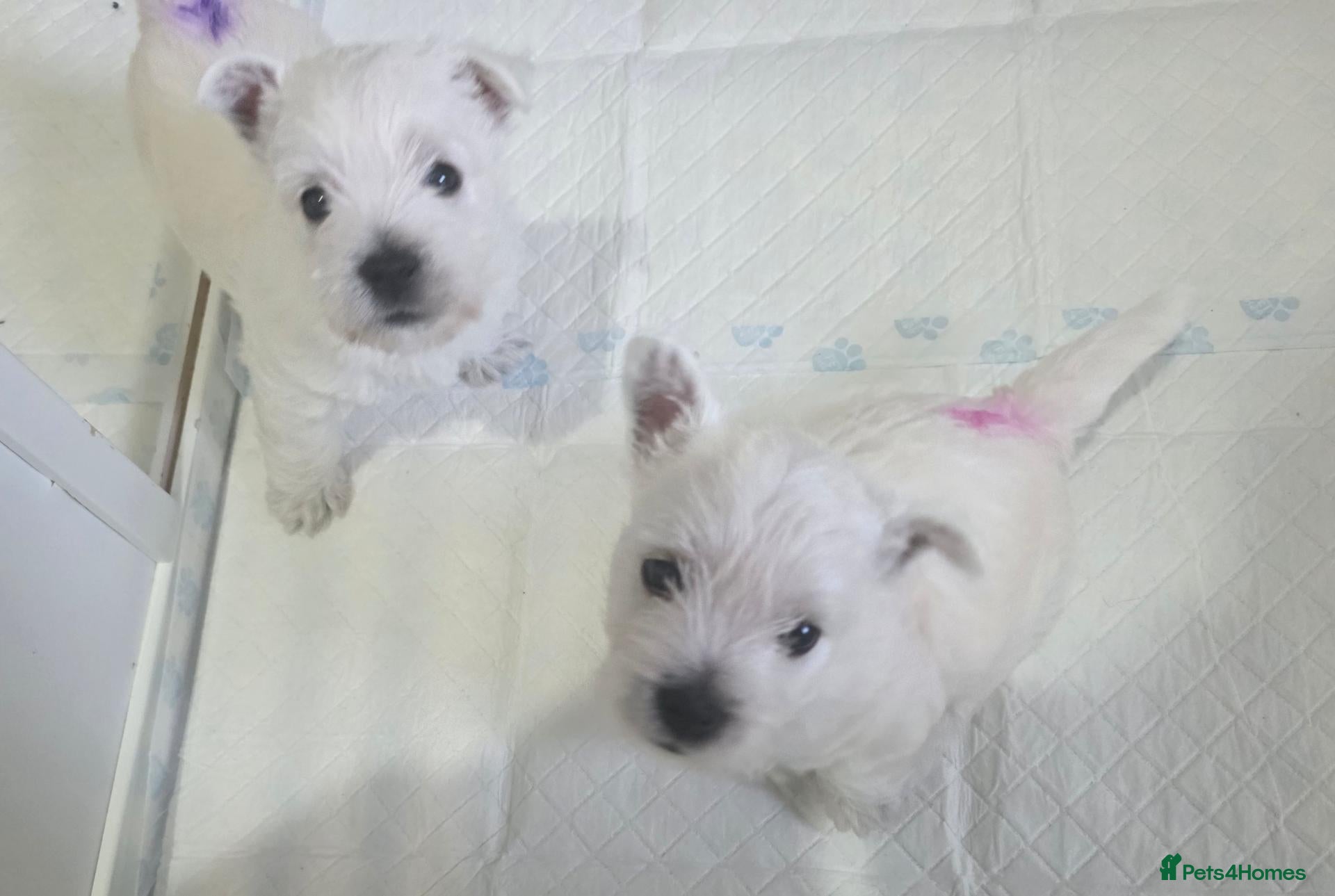 West Highland Terrier dogs Westie puppies  - Advert 5