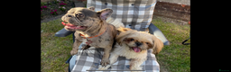 French Bulldog dogs for sale: Female French Bulldog - Advert 4