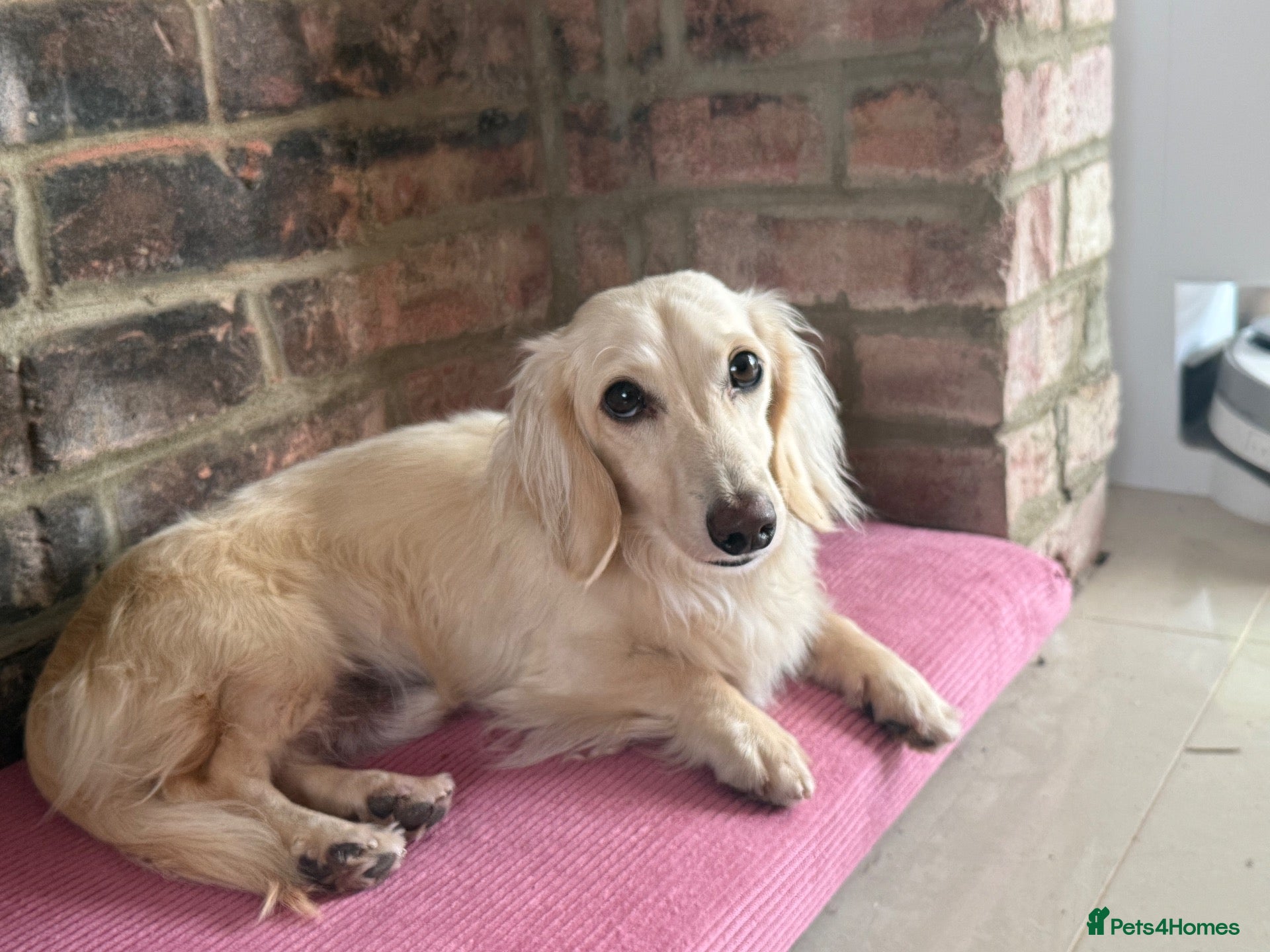 Miniature Dachshund dogs Beautiful cream long-haired boy KC reg - Advert 4