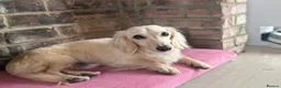 Miniature Dachshund dogs for sale: Beautiful cream long-haired boy KC reg in Swindon - Advert 1