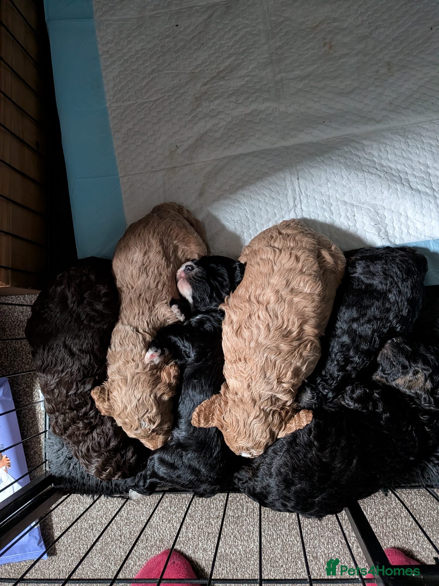 Mixed Breed dogs F2 Ttoodle   - Advert 1