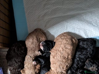 Mixed Breed dogs F2 Ttoodle - Advert 1