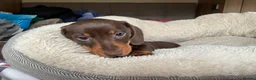 Miniature Dachshund dogs for sale: Beautiful litter of miniature daschunds  - Advert 4