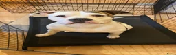 American Bulldog dogs for sale: Hawkeye needing a forever home  - Advert 2