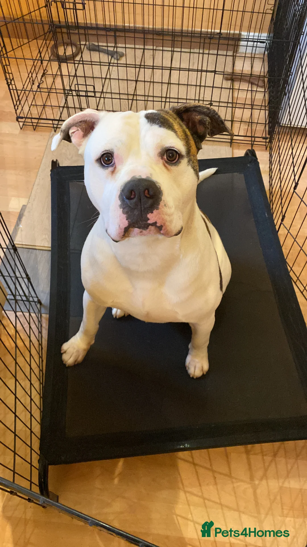 American Bulldog dogs for sale: Hawkeye needing a forever home  - Advert 2