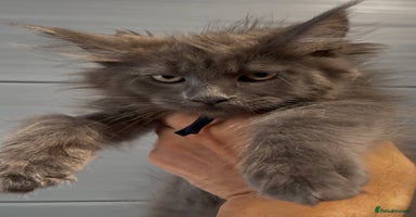 Maine Coon cats - Advert 15