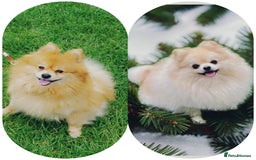 Pomeranian dogs for sale: Beautiful russian teddy pomeranians - Image 14