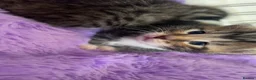 Mixed Breed cats for sale: Beautiful tabby kittens ready 21st July in Sheffield - Advert 5