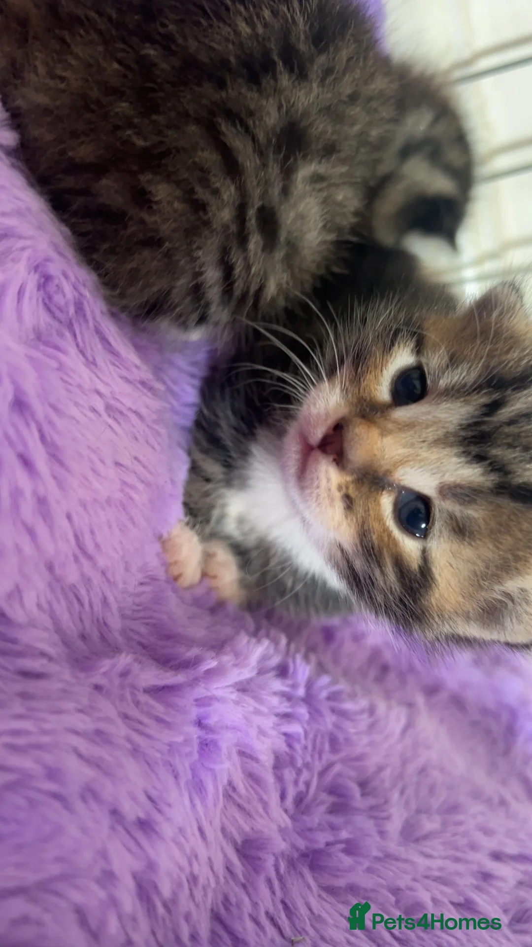 Mixed Breed cats for sale: Beautiful tabby kittens ready 21st July in Sheffield - Advert 5