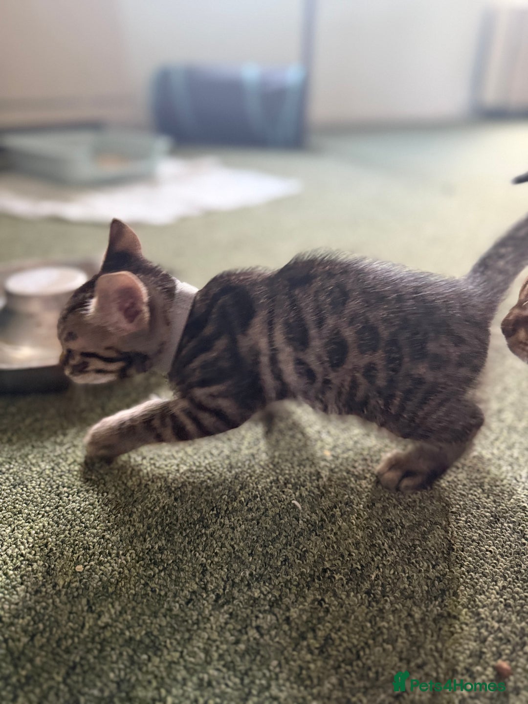 Bengal cats for sale: X Bengal Kittens x5 available   - Image 14