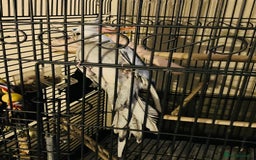 Cockatiels birds for sale: Male white face cockatiel with cage and accessorie - Image 2