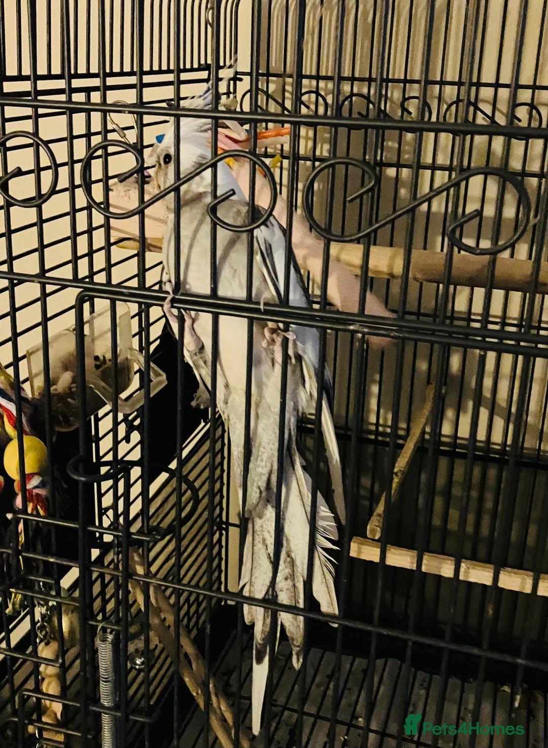 Cockatiels birds for sale: Male white face cockatiel with cage and accessorie - Image 2
