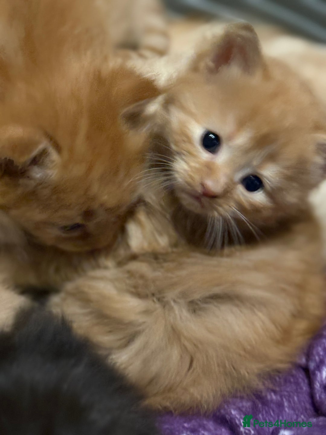 Maine Coon cats for sale: 5 half main coon  - Advert 2