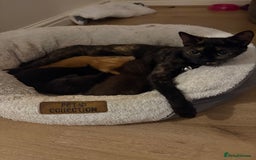 Mixed Breed cats for sale: Lovely 7 month old male ginger kitten - Image 4