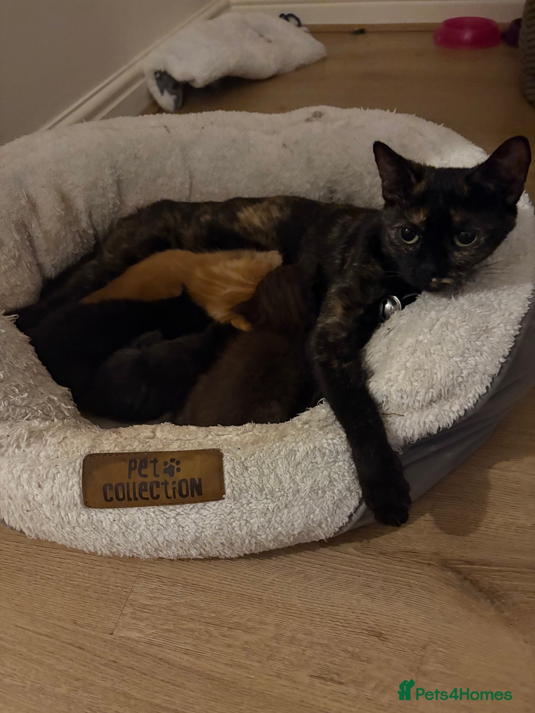 Mixed Breed cats for sale: Lovely 7 month old male ginger kitten - Image 4