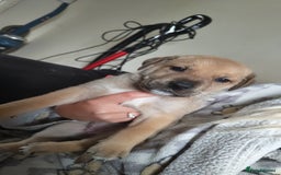 Mixed Breed dogs for sale: Puppies  - Image 9