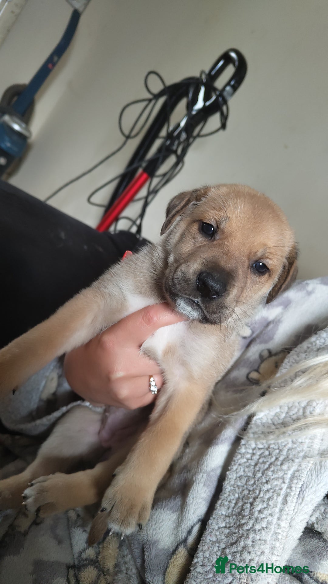 Mixed Breed dogs for sale: Puppies  - Image 9