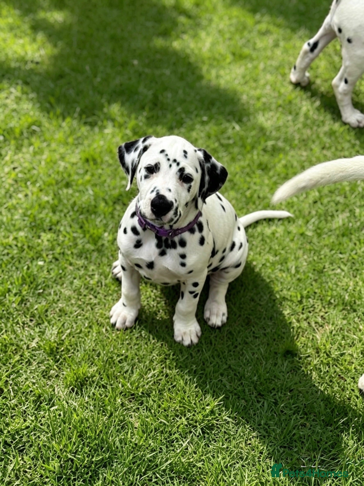 Dalmatian dogs Pedigree KC Registered Puppies Ready Now - Advert 1