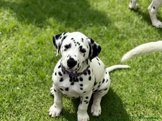 Dalmatian dogs Pedigree KC Registered Puppies Ready Now - Advert 1